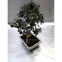 Olea Europea Silvestre