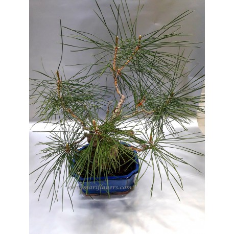 Pinus Thun