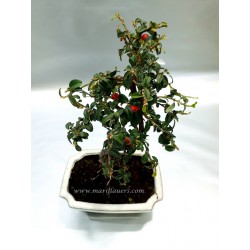 Piracanta Cotoneaster