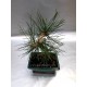 Pinus Thun 