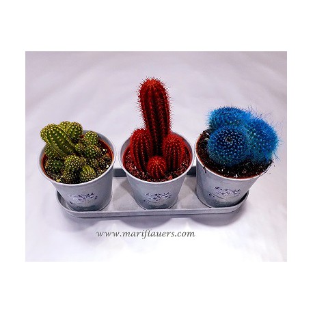Cactus de Colores