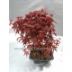 Acer Palmatum Deshojo