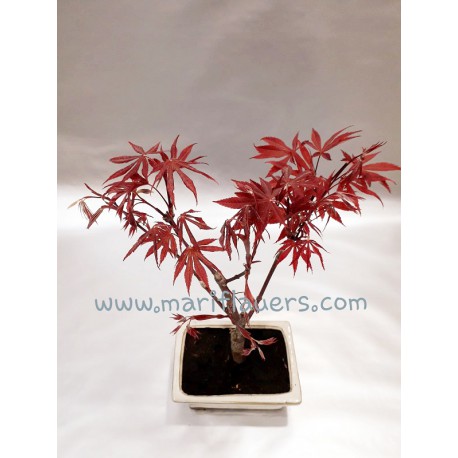 Acer Palmatum Atropurpureum