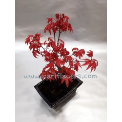 Acer Palmatum Deshojo