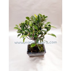 Ficus Retusa