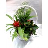 Cesta de plantas
