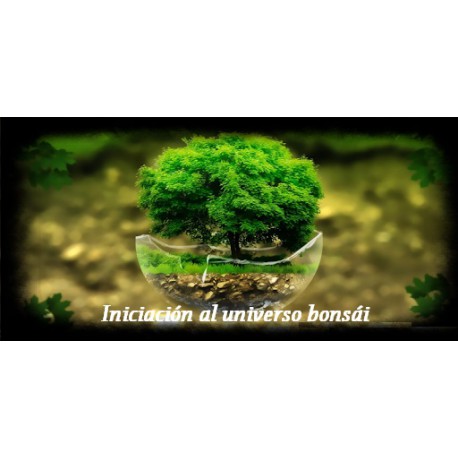 Iniciación al universo bonsái