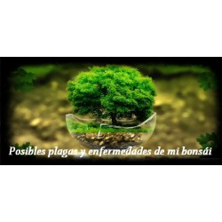 Posibles plagas y enfermedades de mi bonsái