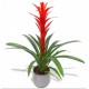 Guzmania