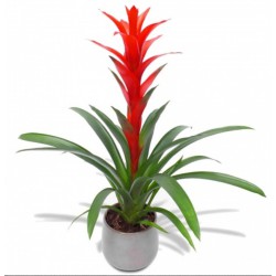 Guzmania