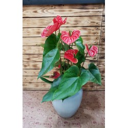 Anthuriums