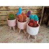 Cactus de Colores