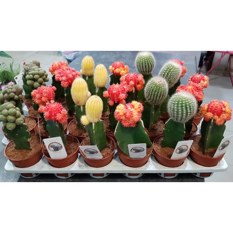 Cactus Japan