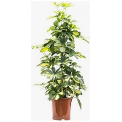 Schefflera