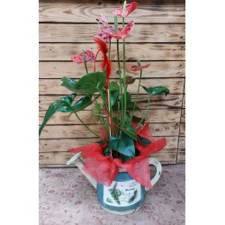 Regadera Anthurium