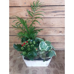 Cajita de plantas