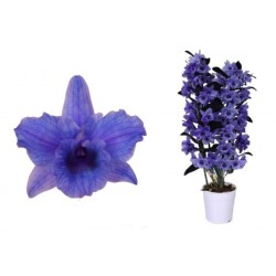 Dendrobium