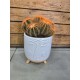 Cactus Spike