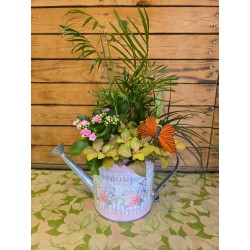 Regadera Plantas de Interior