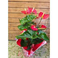 Anthurium