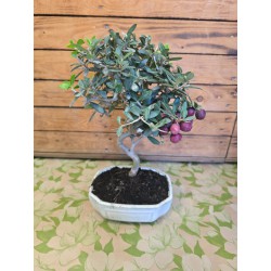 Bonsai Olivo