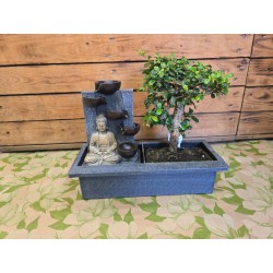 Fuente bonsai