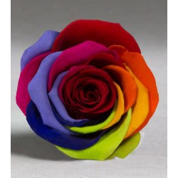 Rosa eterna Arcoiris