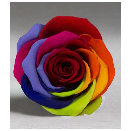 Rosa eterna Arcoiris